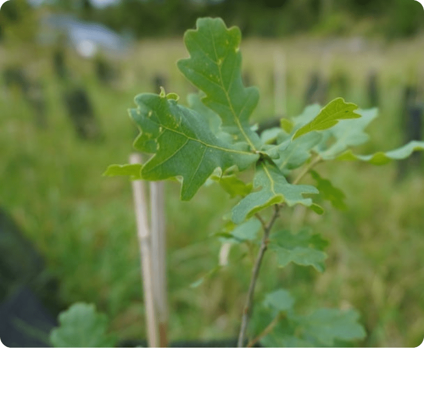 semeurs de forêts